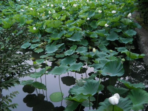 �߉������{12