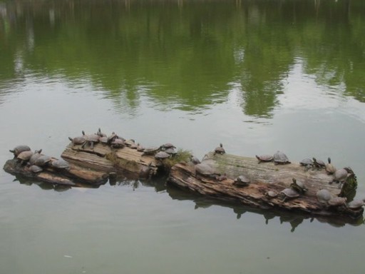 ����r - �T�̌Q��