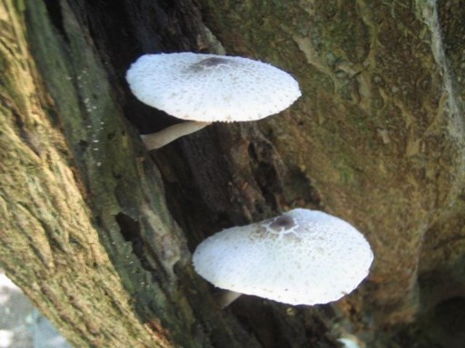 �ޗǃz�e�� - �t�����4