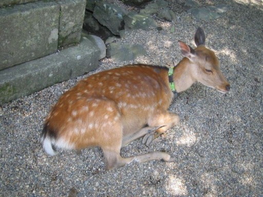 �ޗǃz�e�� - �t�����6