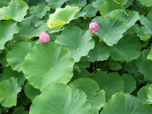 ���c����2