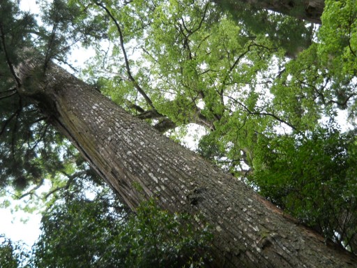 �ɐ��_�{ ���{3