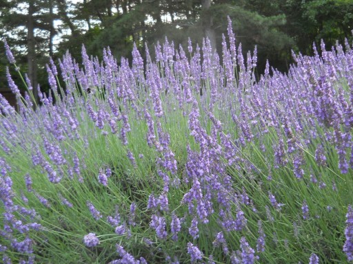 �C�l����7