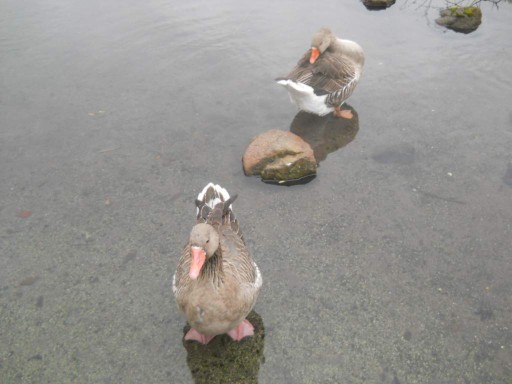 �R�z�@�E���،�1