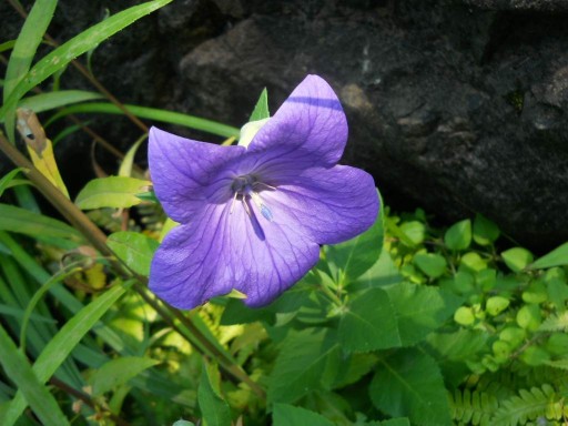 �ׂɂ△�L No.15