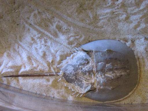 ���H������4