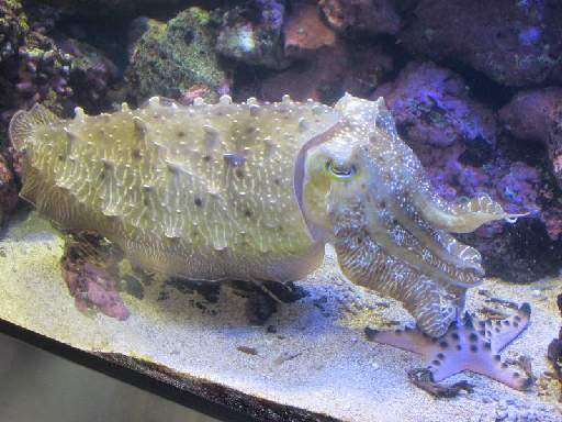 ���H������6