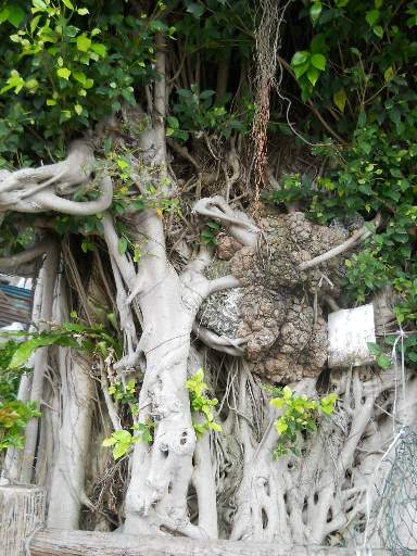 ���v���N���[�Y56