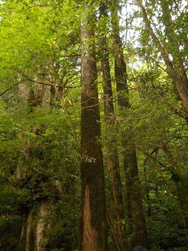 ���v���N���[�Y77